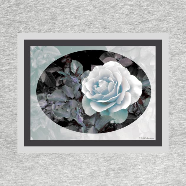 Blue-Gray Rose by csturman